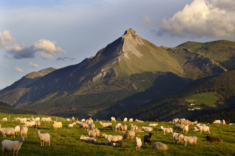 Ovejas y monte Txindoki visto desde el barrio de San Juan Txiki entre Lazkao y Zaldibi, Gipuzkoa
