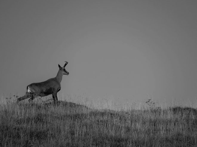 Jon Batiz – Animal elegance (Pirineoak)